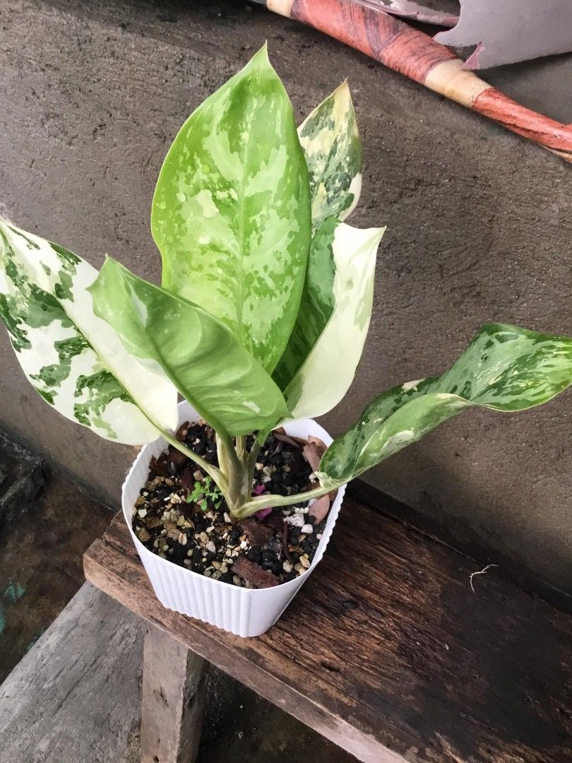 RAREAglaonema Manila's Pride, Furniture & Home Living, Gardening, Plants  & Seeds on Carousell
