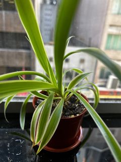 （分類：）位於 。 由 hayleyhunt 提交（商品編號 1242582857，圖片 1）。簡介： 。