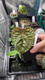 Anthurium Luxurians