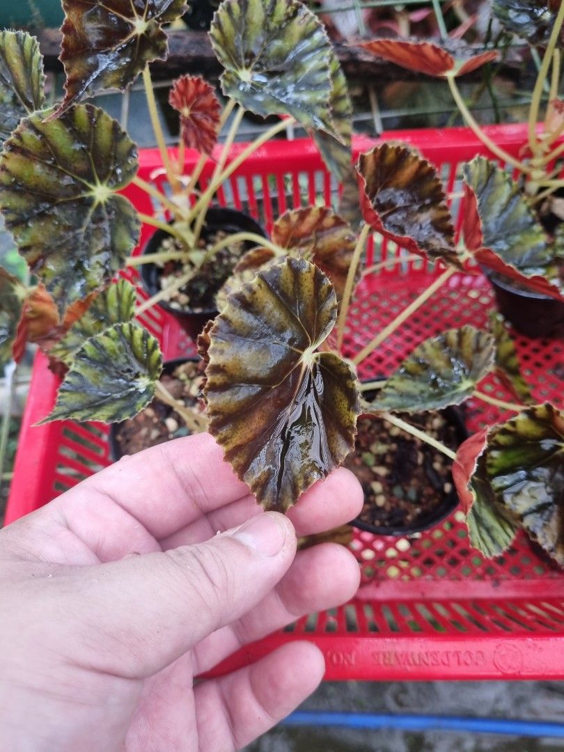 Begonia Mazae Nigricans, Furniture & Home Living, Gardening, Plants