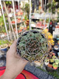 Cactus (8cm pot)