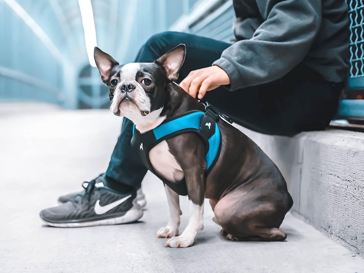 Gooby easy fit harness small sales