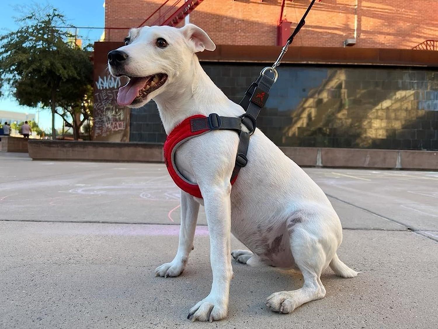 Gooby escape free dog harness sales