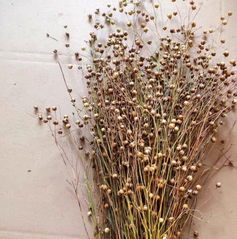 Hamster flax seeds/spray seeds, Pet Supplies, Pet Food on Carousell