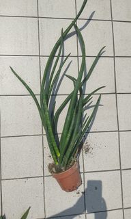 (Category: ) located in . Submitted by greengroot (Listing ID 1242590929, Image 1). Description: .