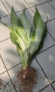 (Category: ) located in . Submitted by greengroot (Listing ID 1242589984, Image 1). Description: .