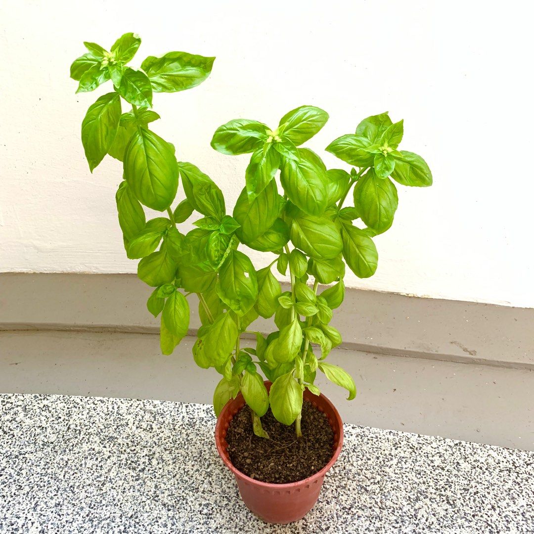 Sweet Basil Herb, Furniture & Home Living, Gardening, Plants & Seeds on
