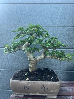 (Category: ) located in . Submitted by bonsai_b (Listing ID 1242650954, Image 1). Description: .