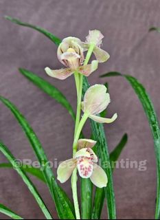 （分類：）位於 。 由 RejoiceInplanting 提交（商品編號 1242870854，圖片 1）。簡介： 。