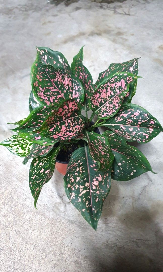 plant food for air plants Air Plant Food (Pre-mixed)  Plantaflor USA, Inc