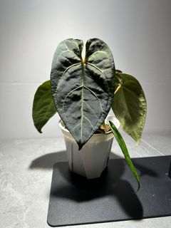 （分類：）位於 。 由 garygary.710 提交（商品編號 1242896378，圖片 1）。簡介： 。