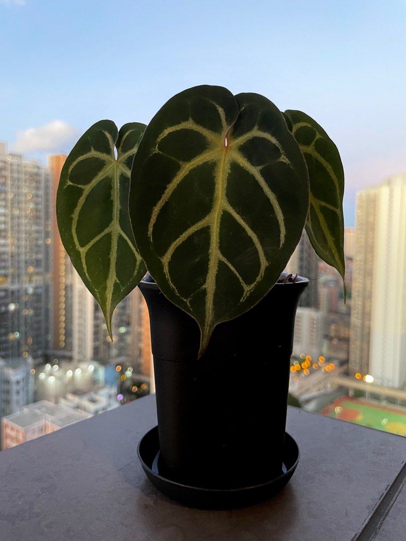 Anthurium Red Gunsal, , , - Carousell