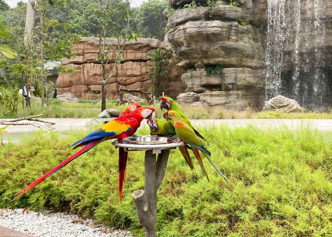 Bird Paradise Tickets | Singapore Zoo Tickets | River Wonders Tickets