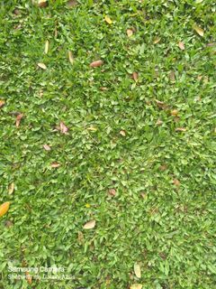 Carabao grass,frog grass and blue grass