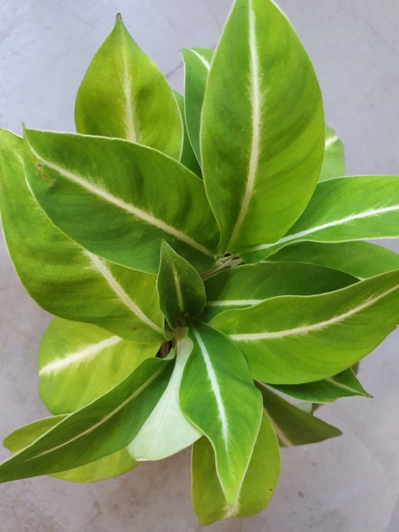 Magic Dumb Dieffenbachia green magic dumb cane green magic dumb cane pot 15cm ...