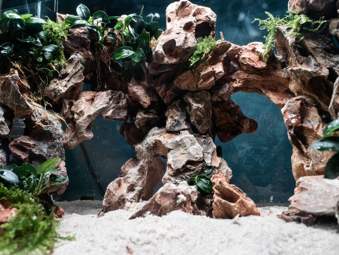 Dragon Stone Aquascape: A Stunning 101 Guide to Elevate Your Aquarium