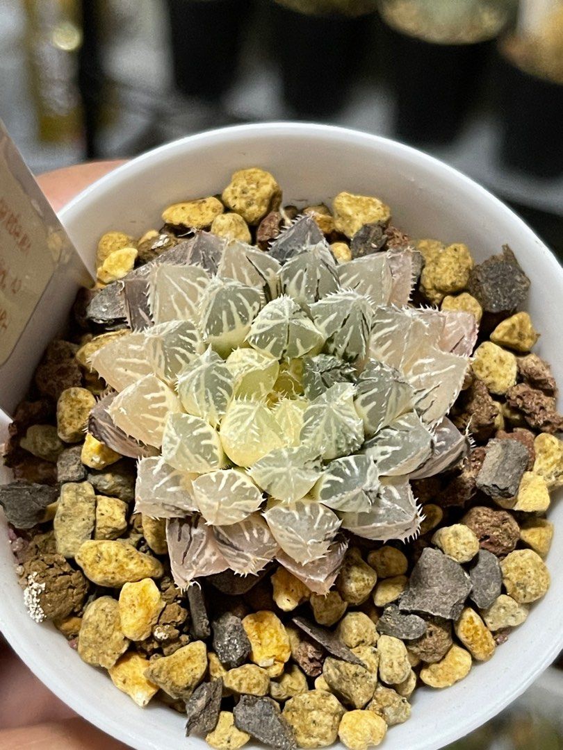 Haworthia Obtusa cv Mirrorball variegated, Furniture & Home Living