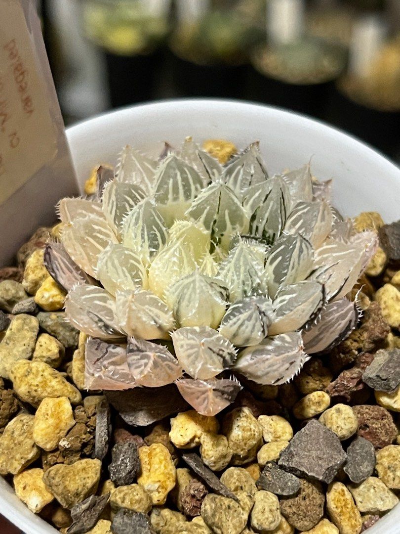 Haworthia Obtusa cv Mirrorball variegated, Furniture & Home Living