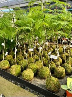 (Category: ) located in . Submitted by urban.cultivar (Listing ID 1242827003, Image 1). Description: .