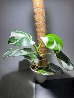（分類：）位於 。 由 garygary.710 提交（商品編號 1238996508，圖片 1）。簡介： 。