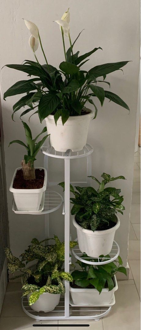 Plant rack (Category: Outdoor Furniture) located in Singapore. Submitted by homefurniture1958 (Listing ID 1242886590, Image 2). Description: A brand new plant stand as pictures shown self collect at Blk637B Punggol Drive lift lobby .