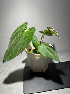 （分類：）位於 。 由 garygary.710 提交（商品編號 1238708058，圖片 1）。簡介： 。