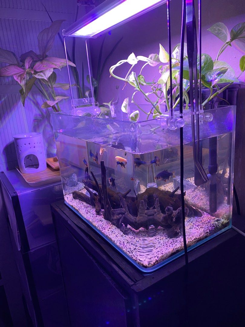 Aquarium set, Pet Supplies, Homes & Other Pet Accessories on Carousell