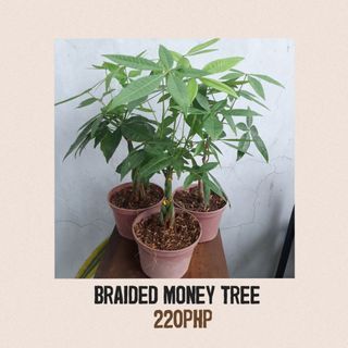 Braided Money Tree