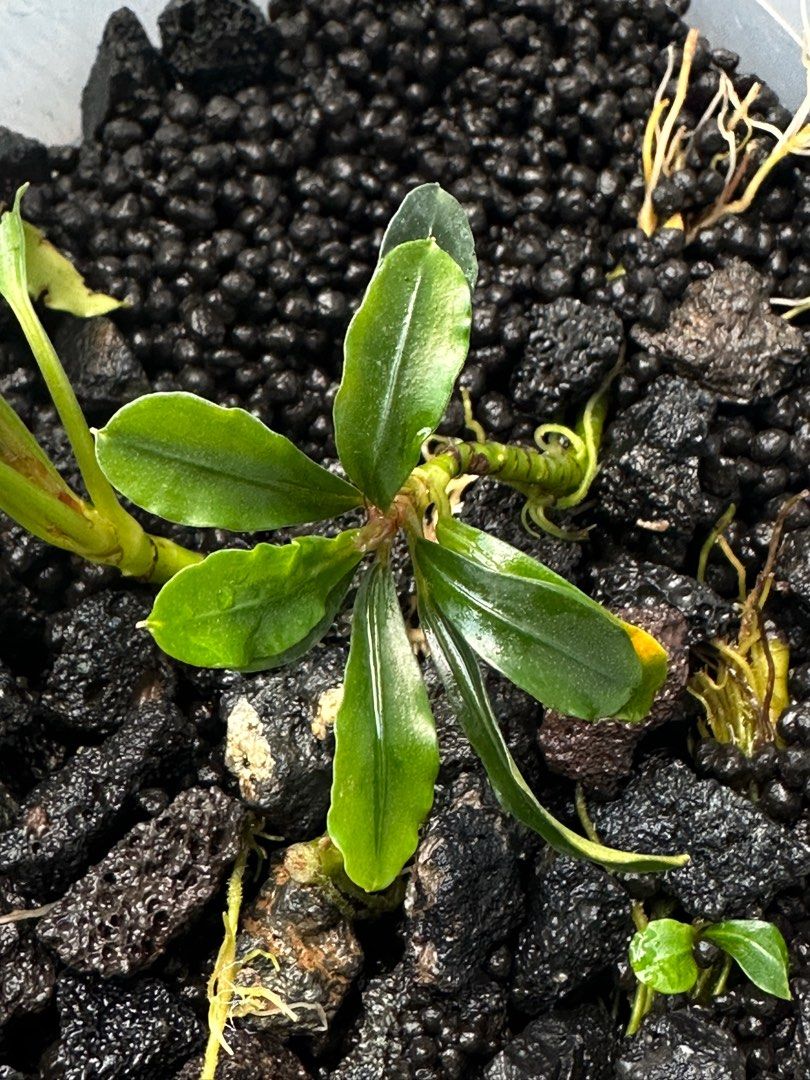 Bucephalandra Gholiat Silver Dark Gray 【公式通販】