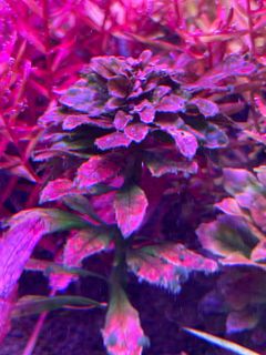 (Category: ) located in . Submitted by tlp09 (Listing ID 1243011418, Image 1). Description: .