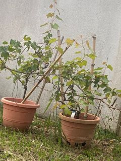 (Category: ) located in . Submitted by wildflower91 (Listing ID 1243016637, Image 1). Description: .