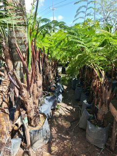 tree fern 5-6ft total height