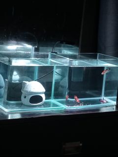 (Category: ) located in . Submitted by xxmaxx (Listing ID 1243281101, Image 1). Description: .