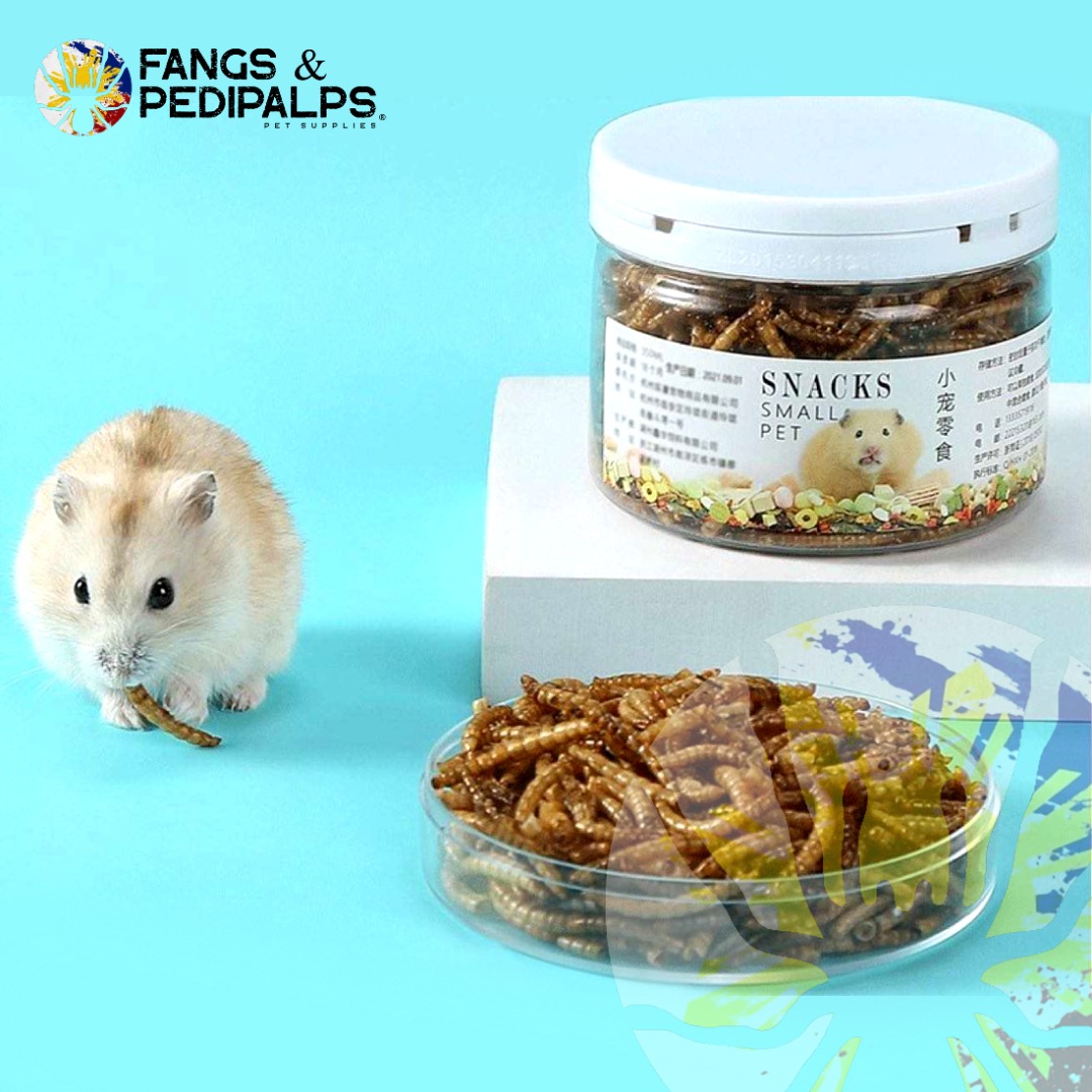 Dried Mealworm Food Treat Snack Sugar Glider Snacks on Carousell