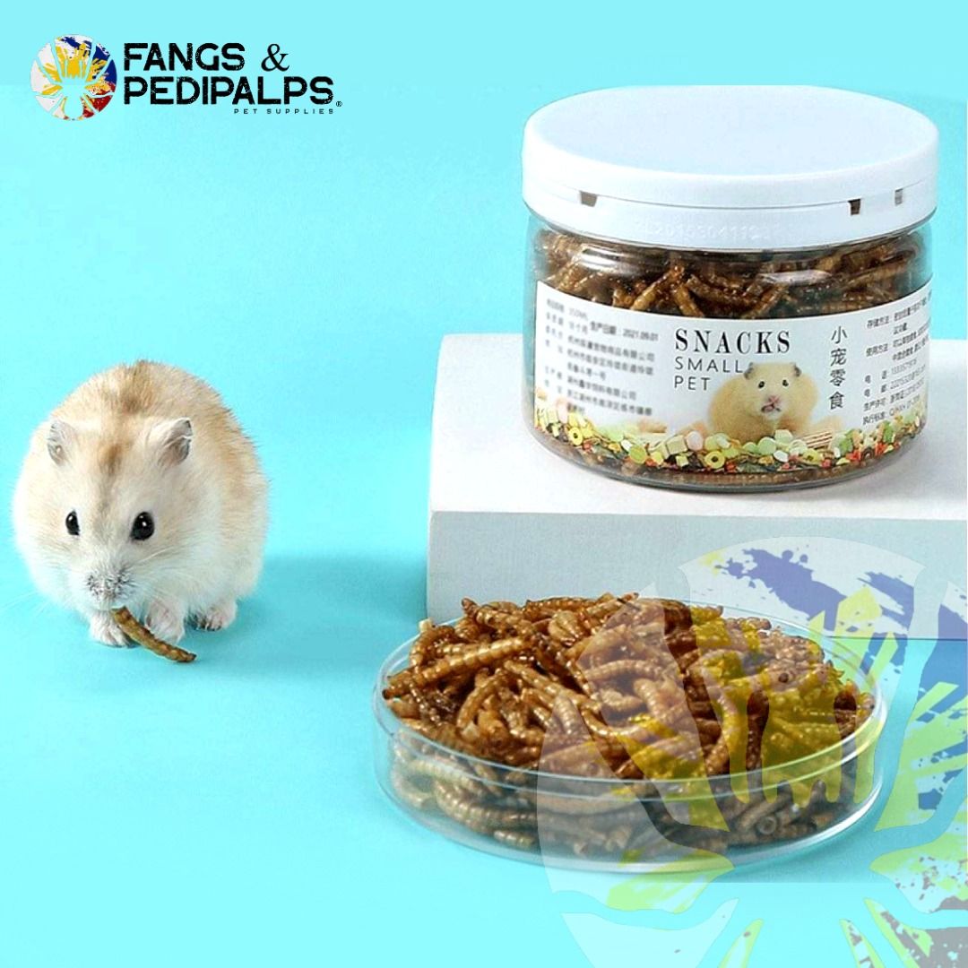Dried Mealworm Food Treat Snack Sugar Glider Snacks on Carousell