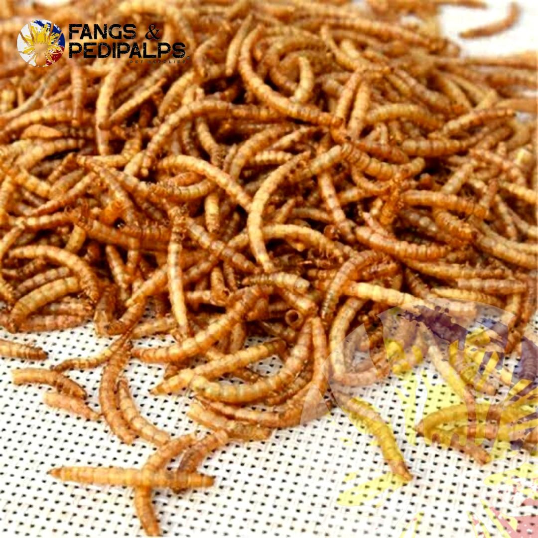 Dried Mealworm Food Treat Snack Sugar Glider Snacks on Carousell