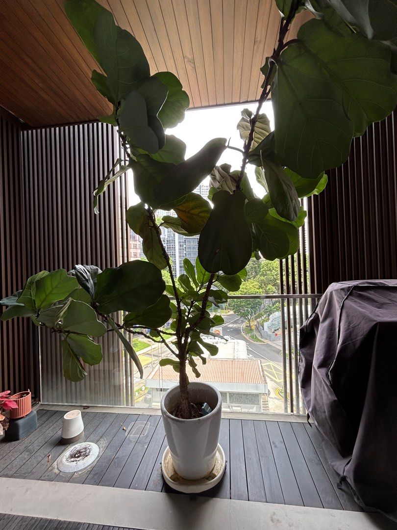 Fiddle Leaf Plant, Rubber Plant, Monstera Plant, Furniture & Home