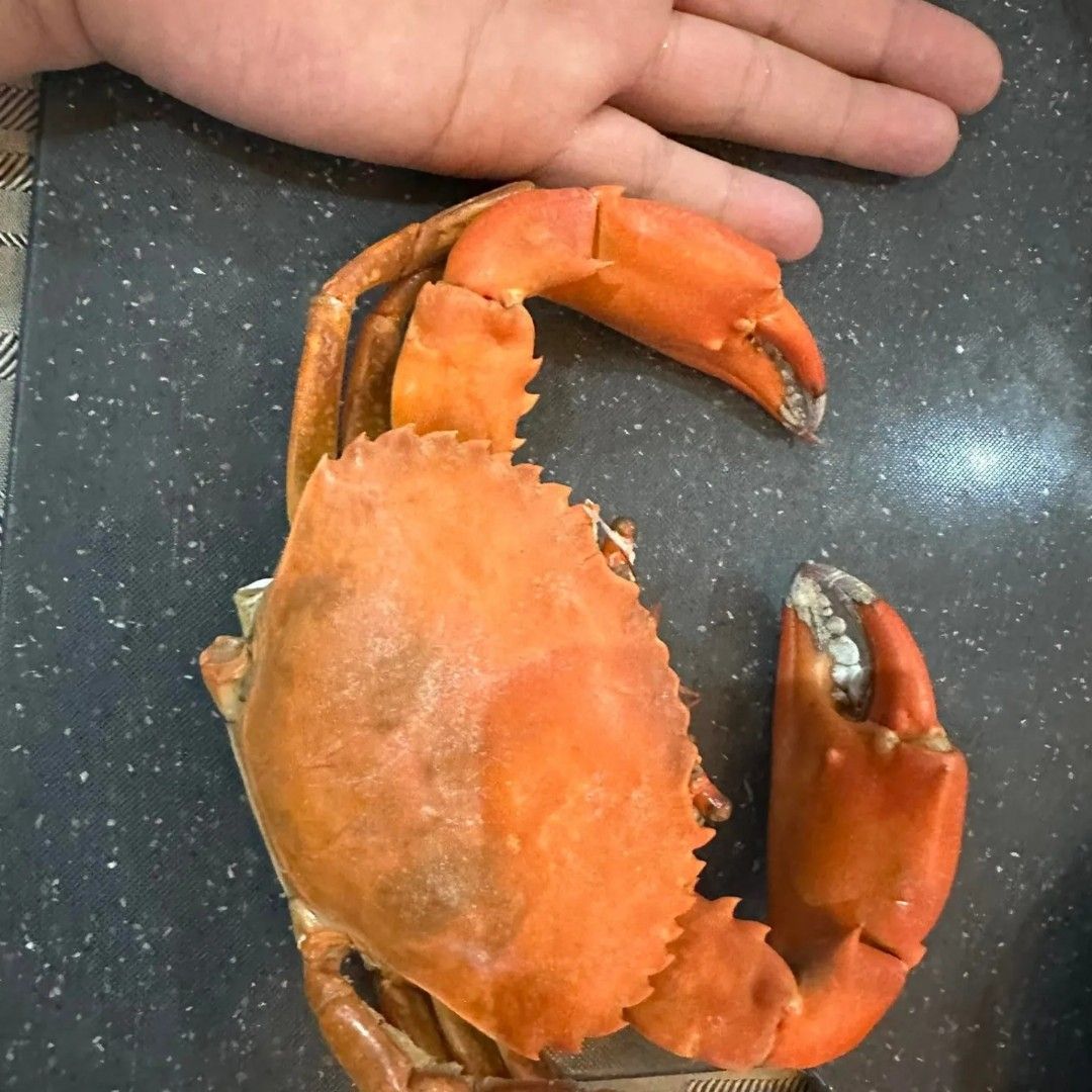 Fresh Live mud crabs on Carousell