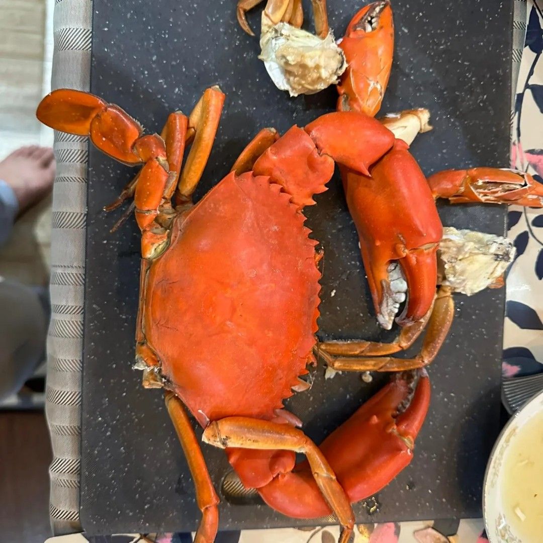 Fresh Live mud crabs on Carousell
