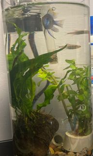 (Category: ) located in . Submitted by yy_lee96 (Listing ID 1243221558, Image 1). Description: .
