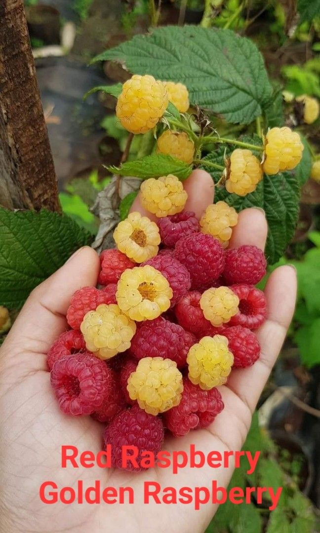 Golden and red raspberry seedling, Furniture & Home Living, Gardening