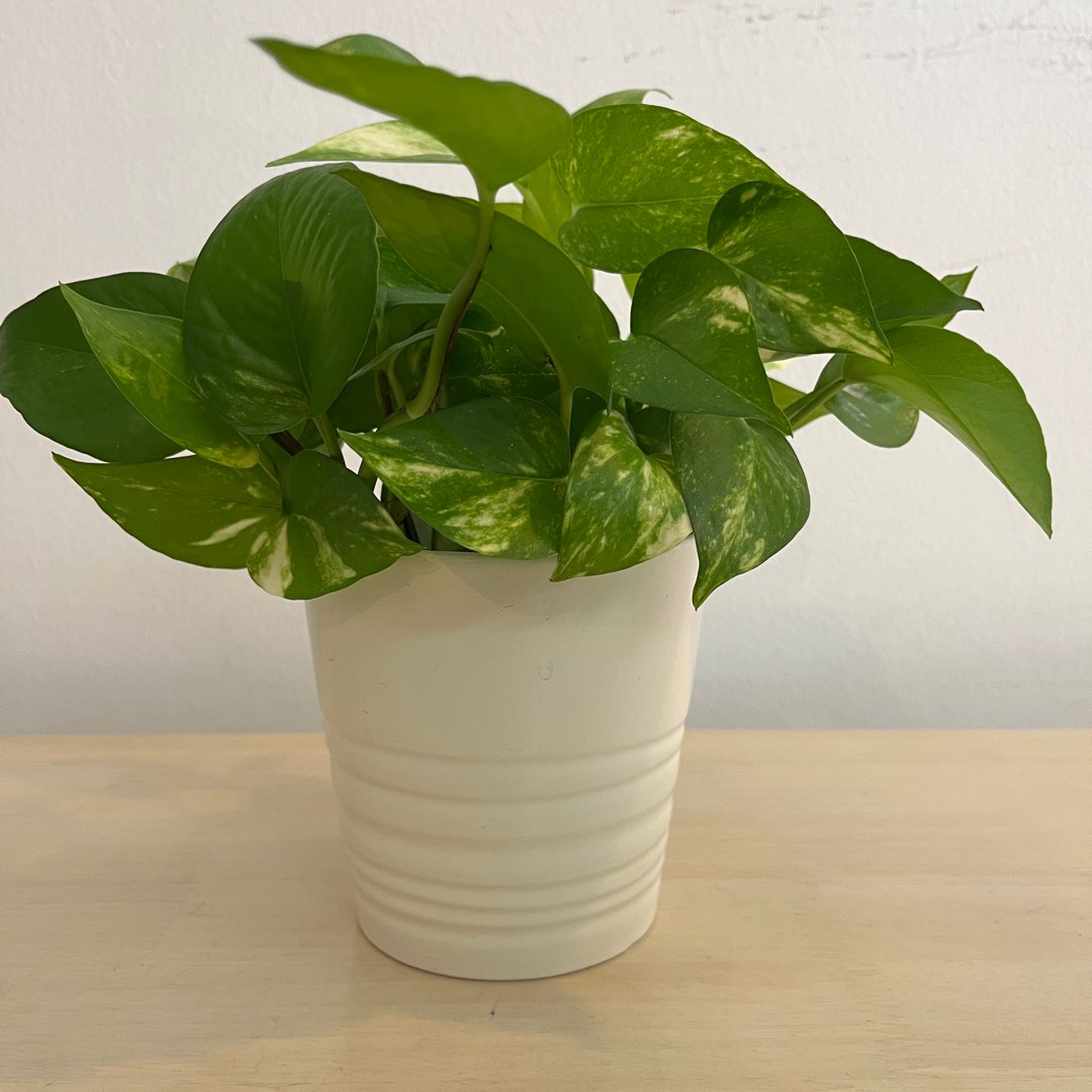 Live Money Plant + Ikea Pot Fixed Price, Furniture & Home Living