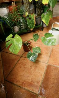 (Category: ) located in . Submitted by dibbers (Listing ID 1243106090, Image 1). Description: .