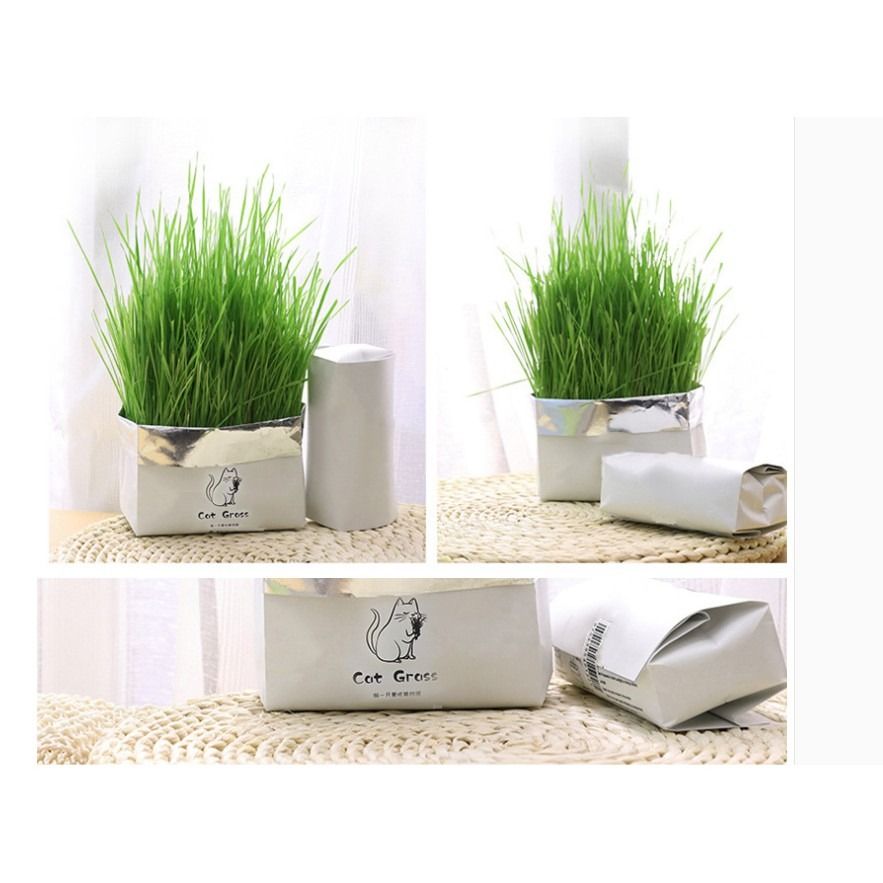 Natural Cat Grass Planting Kit DIY Cat Grass- Soil-less Fast