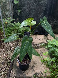 (Category: ) located in . Submitted by rootsingarden (Listing ID 1243183479, Image 1). Description: .