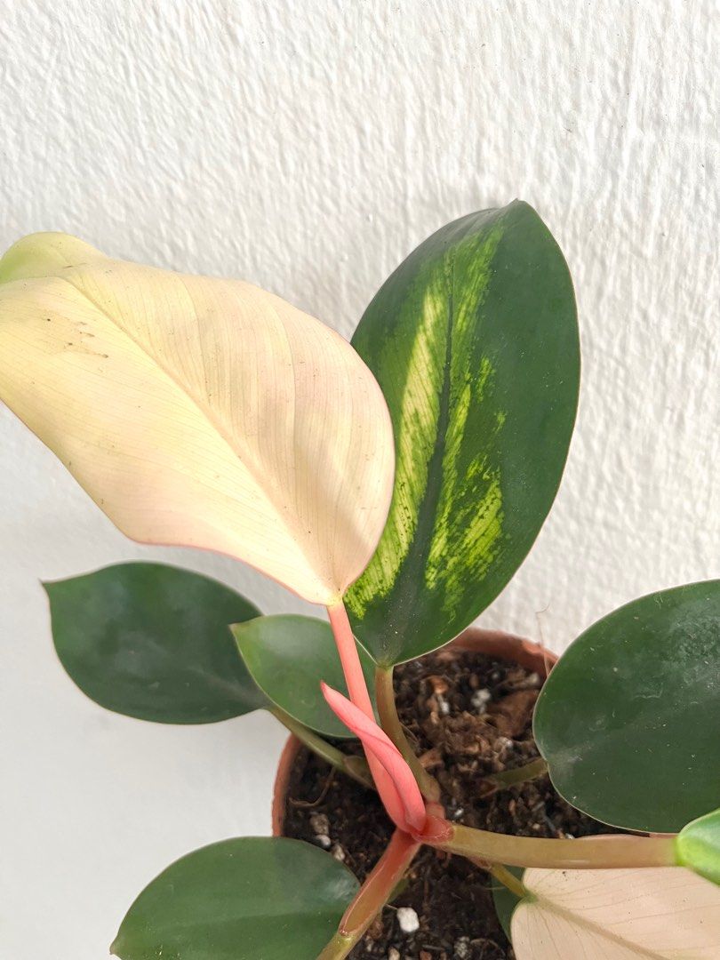 Pink Congo And Prince of Orange Philodendrons, Furniture & Home Living ...
