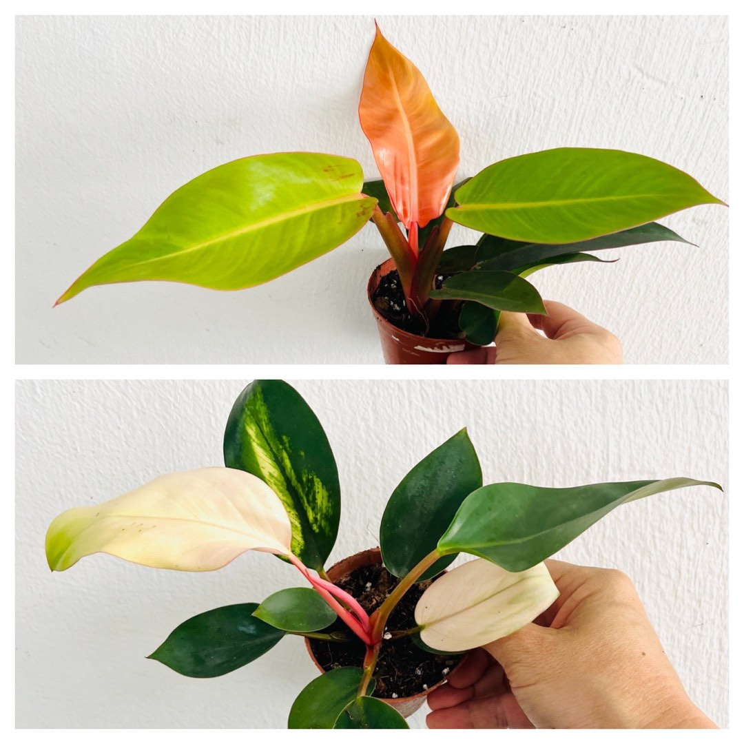 Pink Congo And Prince of Orange Philodendrons, Furniture & Home Living ...