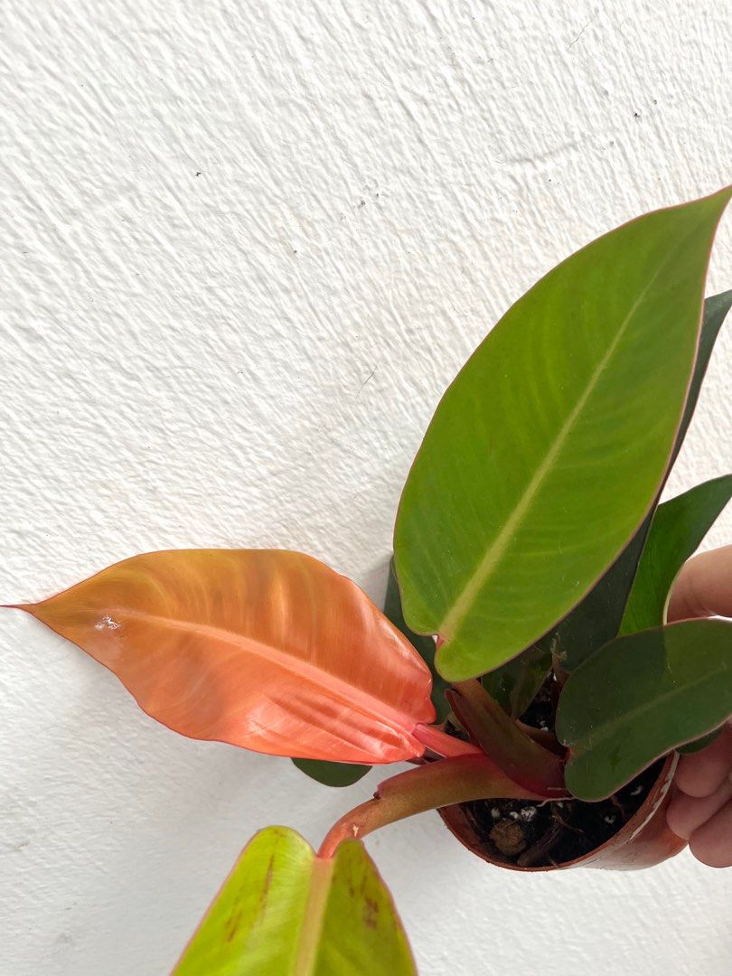Pink Congo And Prince of Orange Philodendrons, Furniture & Home Living ...