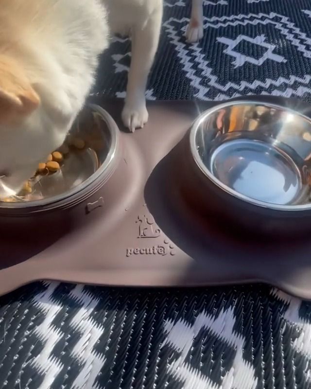No mess dog bowl tray hot sale