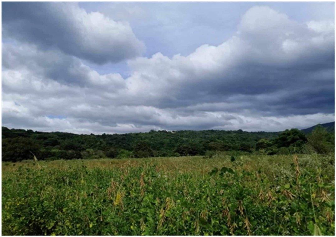 11 Hectares land in Sitio Gantuan Nagbalayong Morong Bataan, Property